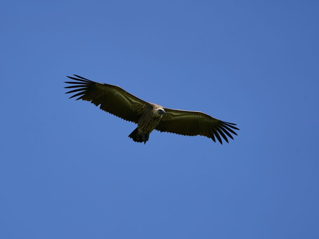 Roofvogel Tanzania